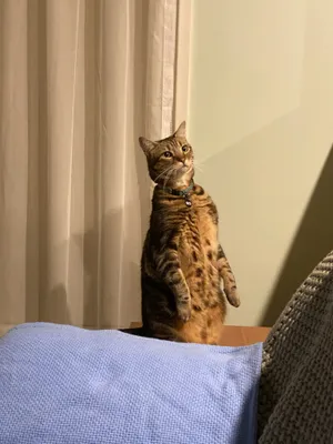 Tabby cat watching the curtains