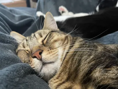 Tabby cat asleep on a lap