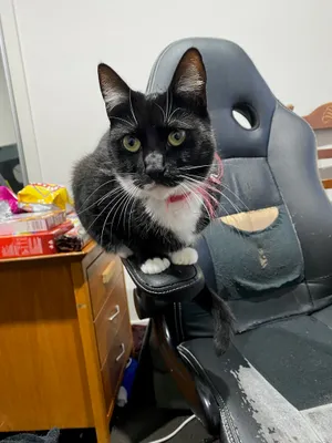 Tuxedo cat sitting on a desk chair