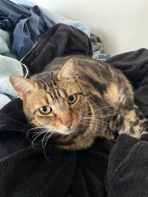 Tabby cat looking up from a dark blanket