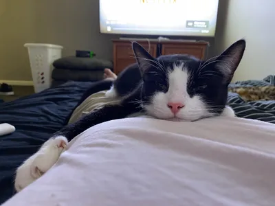 Tuxedo cat resting on a person's chest