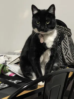 Black and white cat perched on a computer