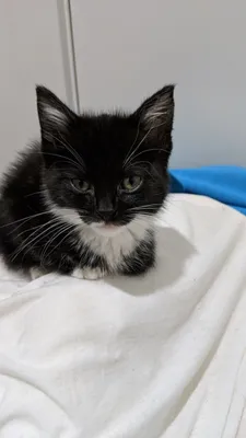 Tiny tuxedo kitten tucked into white bedding