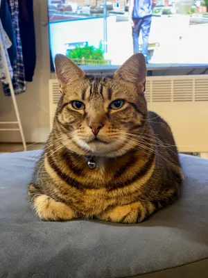 Tabby cat sitting on a grey chair