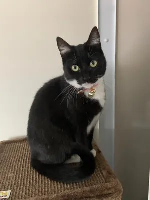 Black and white cat sitting on a scratching post