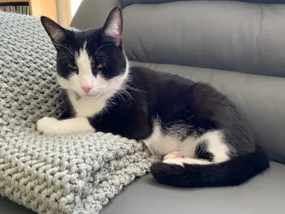 Tuxedo cat stretched out beside a knitted cushion