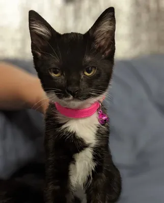 Black kitten wearing a bright pink collar