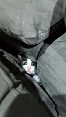 Tuxedo kitten peeking between sofa cushions