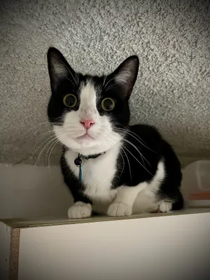Wide-eyed tuxedo cat peeking over a shelf