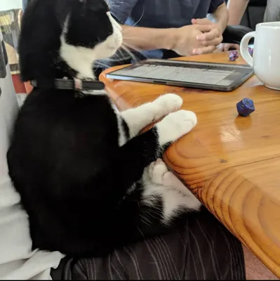 Tuxedo cat sitting at a wooden table