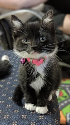 Small black kitten with a pink collar