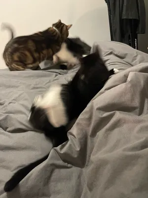 Two cats relaxing together on a bed