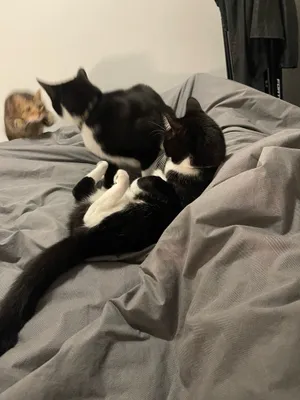 Two tuxedo cats grooming on a bed
