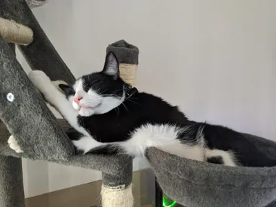 Tuxedo cat stretched along a cat-tree platform