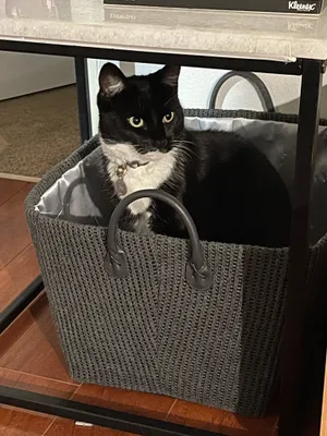 Black and white cat sitting inside a basket