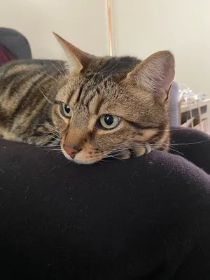 Tabby cat resting its head on a lap