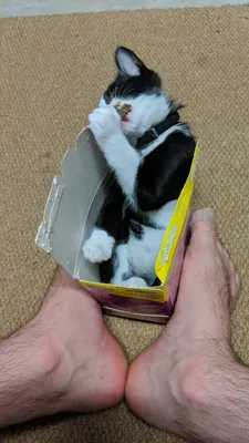 Tuxedo cat sitting inside a small cardboard box