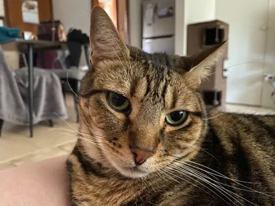 Tabby cat looking directly at the camera