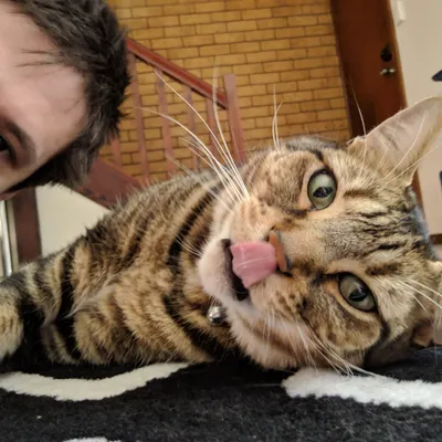 Tabby cat licking its nose beside a person