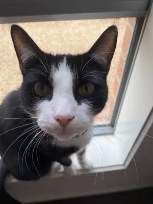 Tuxedo cat at an open window