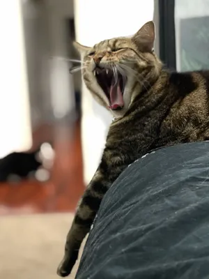 Tabby cat yawning beside a window