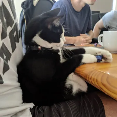Tuxedo cat resting its paws on a table