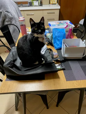 Black and white cat sitting on a desk beside a monitor