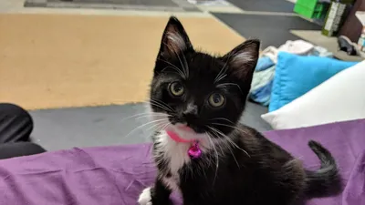 Black kitten with a pink collar on a purple blanket
