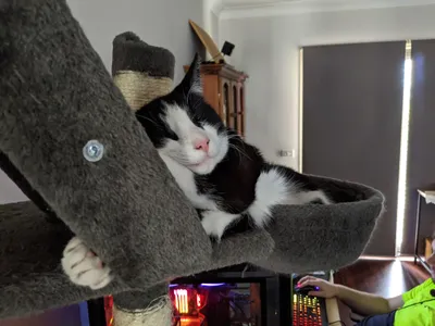 Tuxedo cat relaxing in a cat-tree hammock